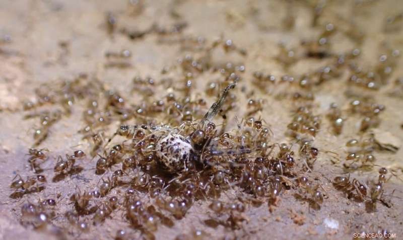 Natural Ant Control: Fungus Offers Potential Solution to Tawny Crazy Ant Invasion