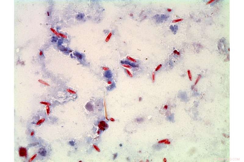 Natural Ant Control: Fungus Offers Potential Solution to Tawny Crazy Ant Invasion