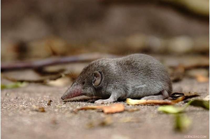 Hidden Biodiversity: Hundreds of Unidentified Mammal Species Discovered