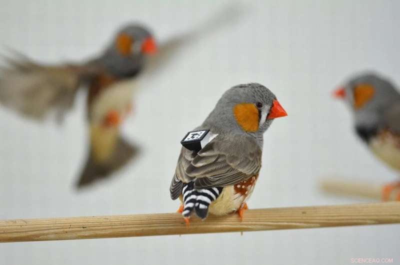 Zebra Finch Song Dialects: AI Reveals Complex Communication