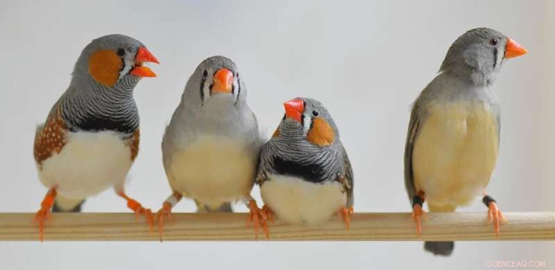 Zebra Finch Song Dialects: AI Reveals Complex Communication