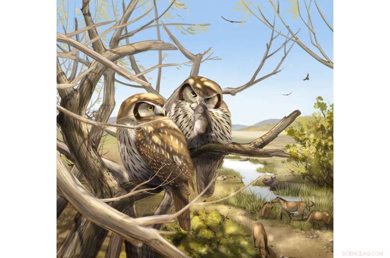 New Fossil Reveals Daytime Owl Behavior on Tibetan Plateau