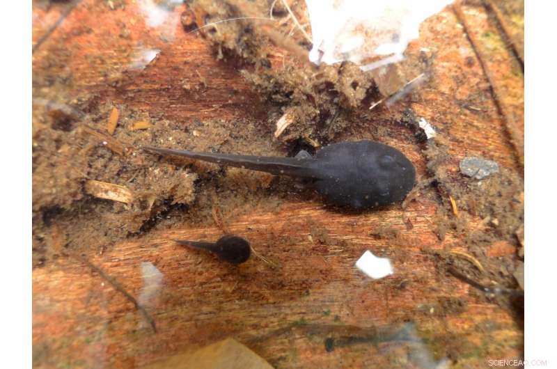 Poison Frog Tadpole Cannibalism: How Size & Relatedness Drive Aggression