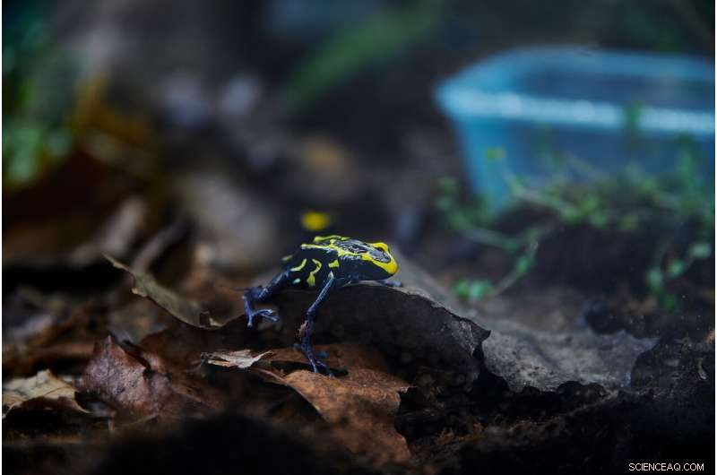 Poison Frog Tadpole Cannibalism: How Size & Relatedness Drive Aggression