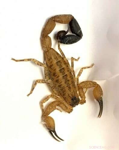 Scorpion Venom: Evolution, Toxicity, and Potential Medical Applications