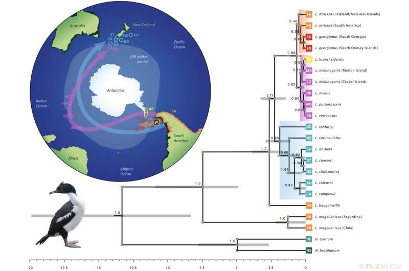Ancient Blue-Eyed Shags: Ice Age Survival & Southern Ocean Evolution