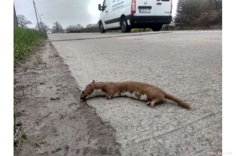 Understanding Wildlife Roadkill: The Power of Citizen Science Data