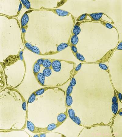 Fluorescent Dyes Reveal Internal Structures of Plant Cells