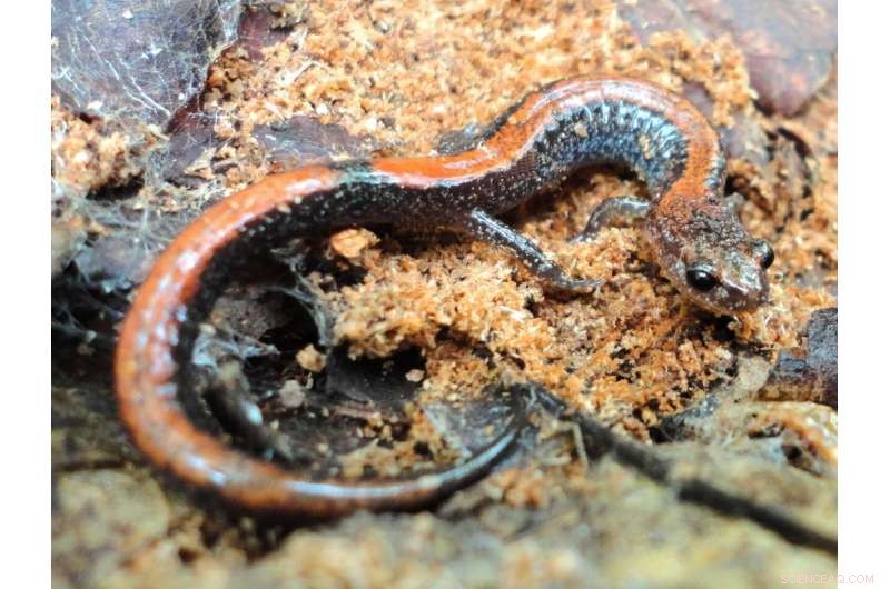 Climate Change Threatens Red-Backed Salamander Survival