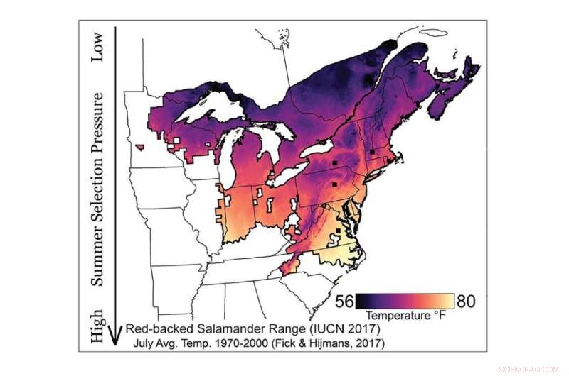 Climate Change Threatens Red-Backed Salamander Survival