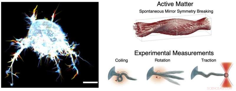 Filopodia: How Cellular  Tentacles  Drive Cancer Invasion and Cell Movement