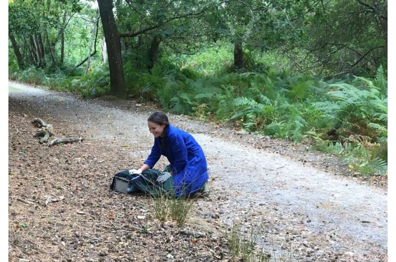 Leprosy Found in Wild Chimpanzees: A First for Scientists