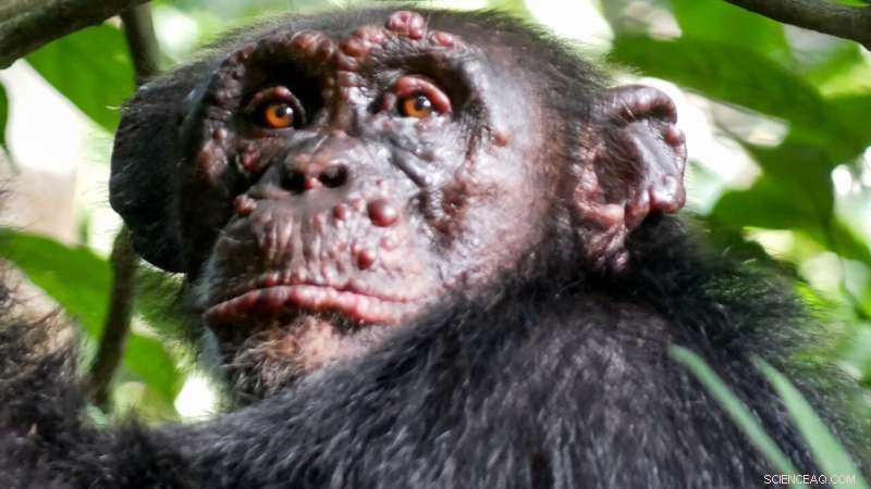 Leprosy Found in Wild Chimpanzees: A First for Scientists