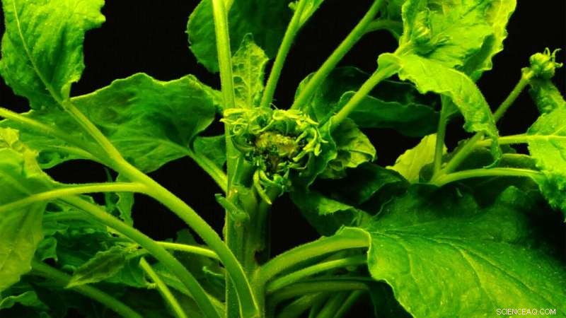 Gene Editing in Plants: Unpredictable Outcomes and Challenges