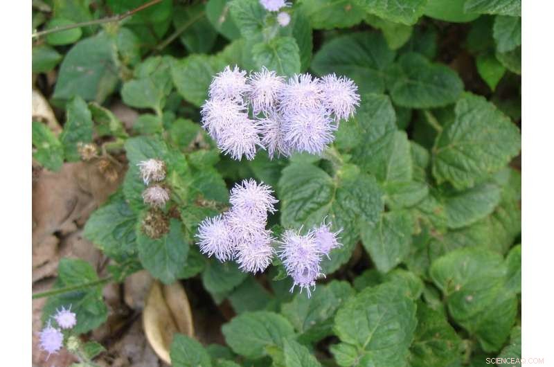 Billy Goat Weed: Transforming a Noxious Weed into Organic Fertilizer