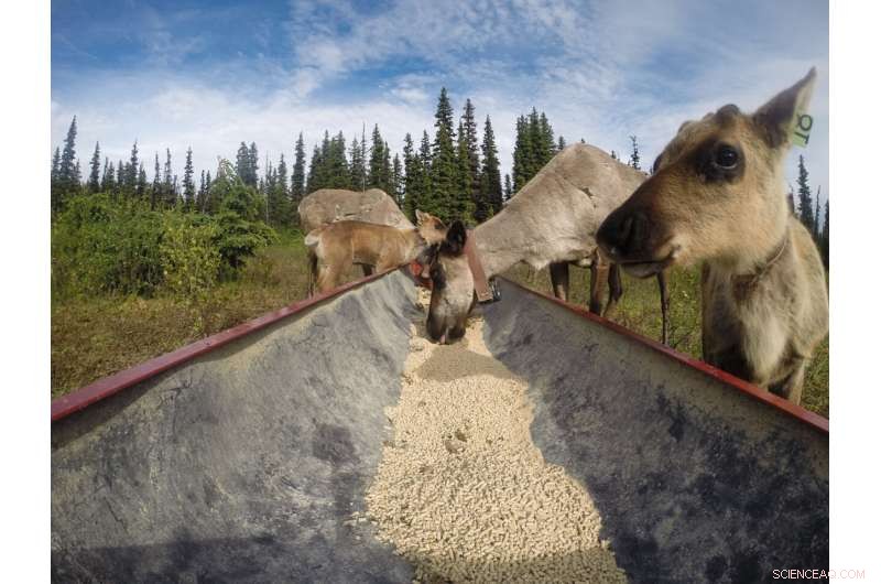 Indigenous-Led Conservation Revives Klinse-Za Caribou Herd in British Columbia