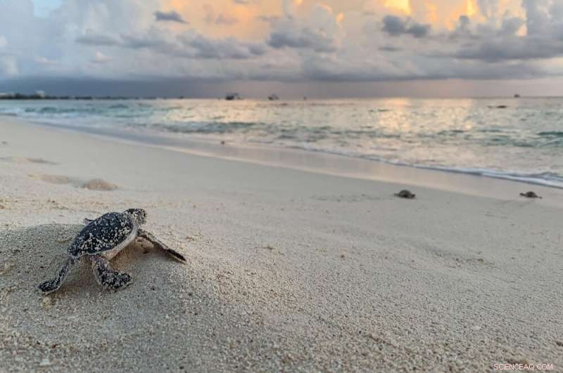 Establishing Resilient Sea Turtle Populations: Combating the Biodiversity Crisis Through Assisted Colonization