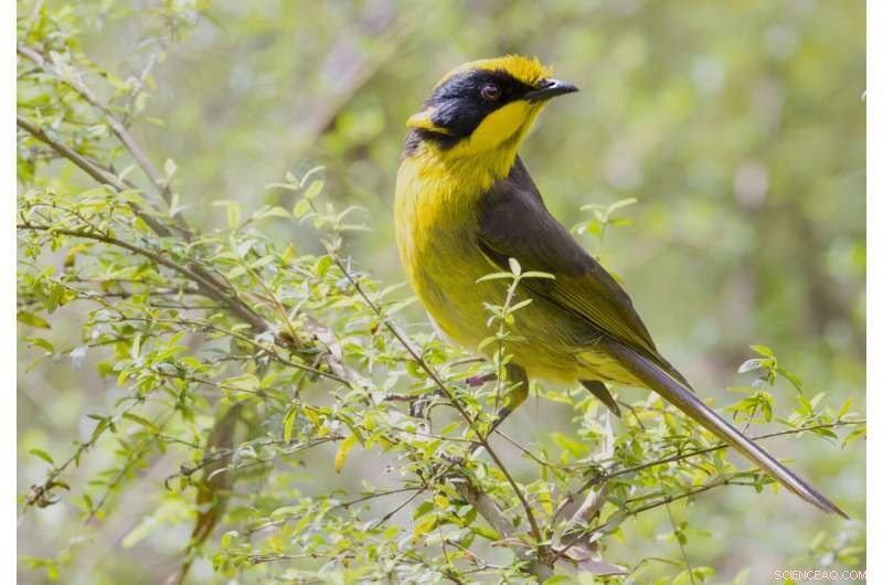 Breakthrough Genetic Tools Advance Rescue of Victoria s Critically Endangered Helmeted Honeyeater
