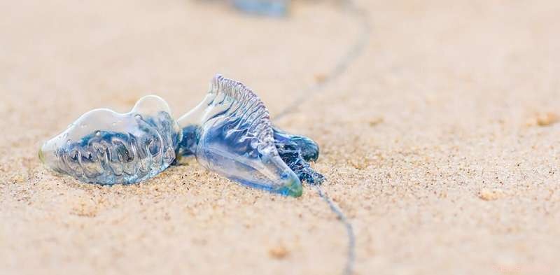 Avoid Bluebottle Stings: How Research Predicts Safe Australian Beaches