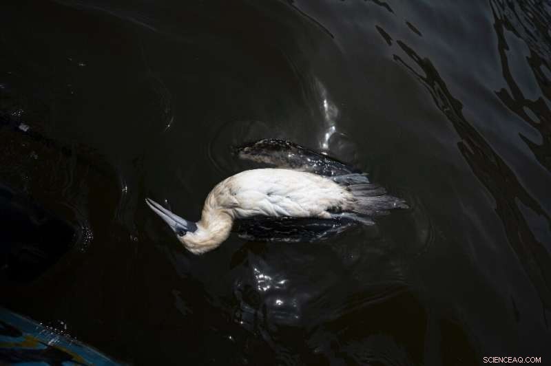 Can Ambitious Global Biodiversity Goals Save Nature? UN Talks in Focus