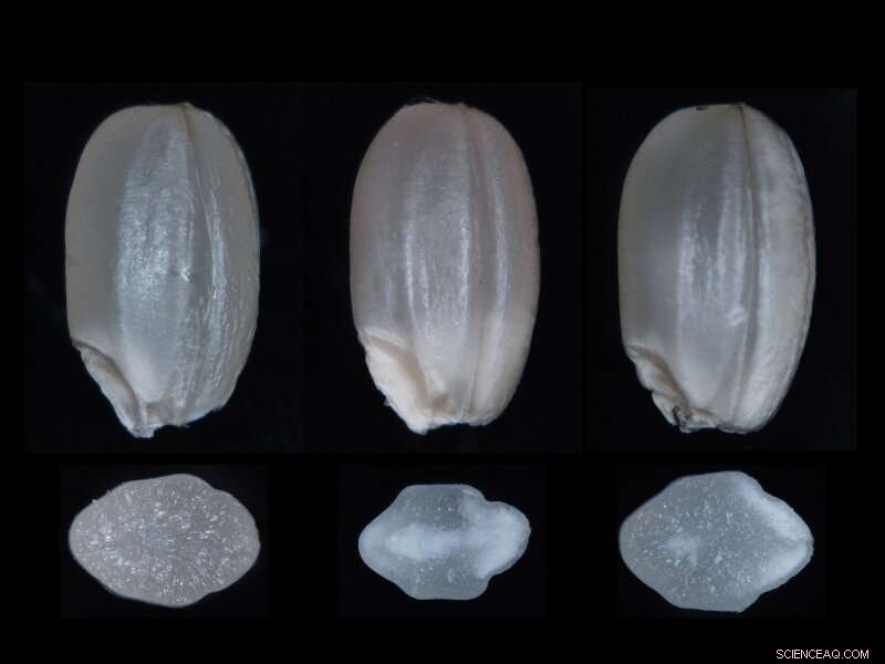 Rice Fertilization Dilemma: Balancing Chalky Grains and Excess Protein for Optimal Quality