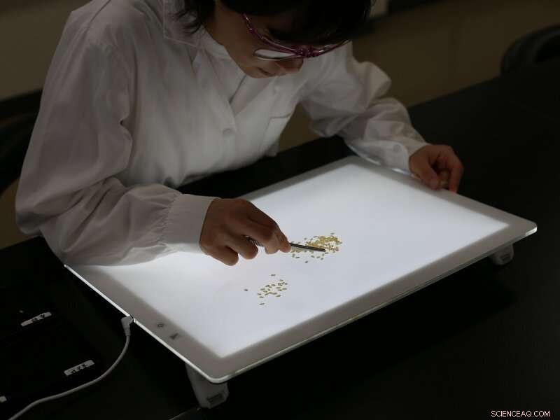 Rice Fertilization Dilemma: Balancing Chalky Grains and Excess Protein for Optimal Quality