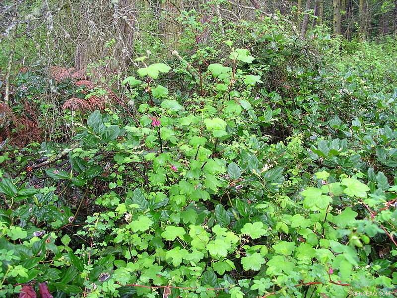 Hydrogel Polymers Boost Soil Agrophysical Properties in Arid Regions