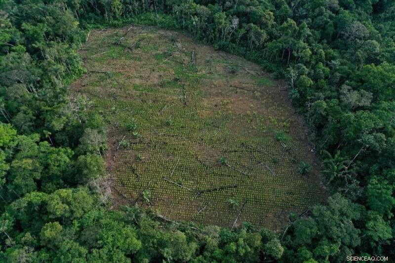 Funding at the Core: Global Push to Redirect Billions for Biodiversity Protection