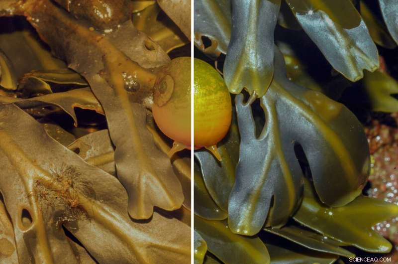 Study Reveals: Modern Street Lights Undermine Camouflage in Coastal Species