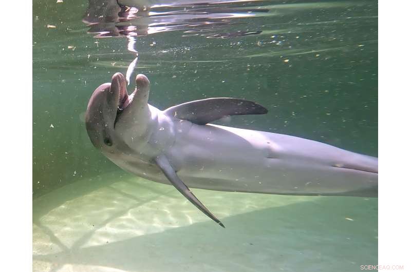 Rescued Bottlenose Dolphin Ranger Arrives at Florida Keys Dolphin Research Center
