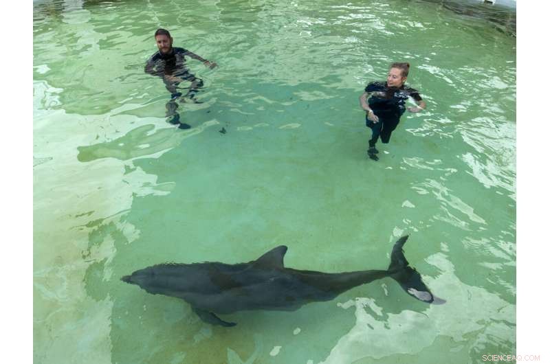 Rescued Bottlenose Dolphin Ranger Arrives at Florida Keys Dolphin Research Center
