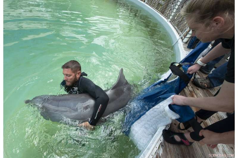 Rescued Bottlenose Dolphin Ranger Arrives at Florida Keys Dolphin Research Center