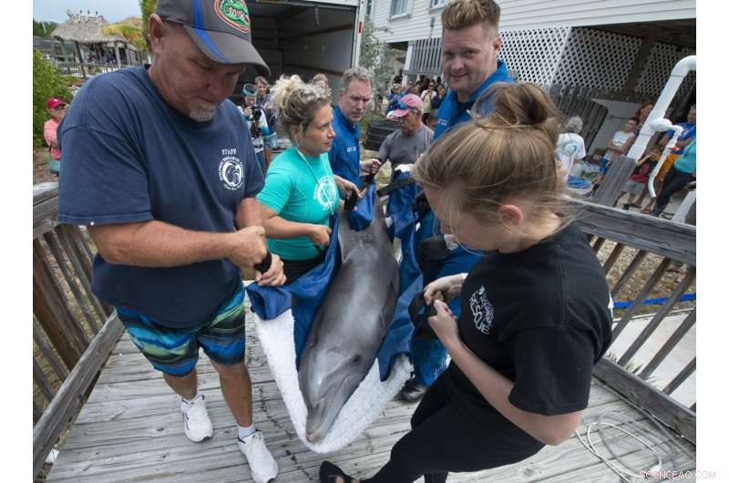 Rescued Bottlenose Dolphin Ranger Arrives at Florida Keys Dolphin Research Center