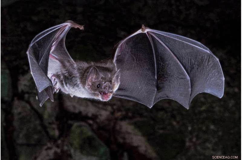 Breakthrough Study Reveals How Vampire Bats Evolved to Thrive on Blood Alone