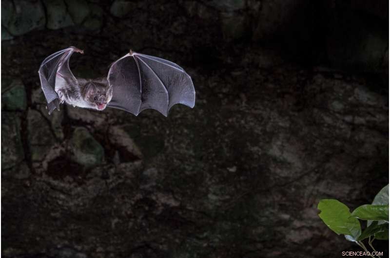 Breakthrough Study Reveals How Vampire Bats Evolved to Thrive on Blood Alone