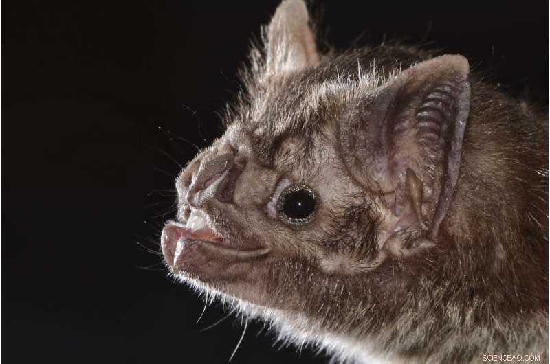 Breakthrough Study Reveals How Vampire Bats Evolved to Thrive on Blood Alone