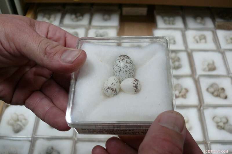 Climate Change Drives Birds to Lay Eggs Nearly a Month Earlier, Study Reveals