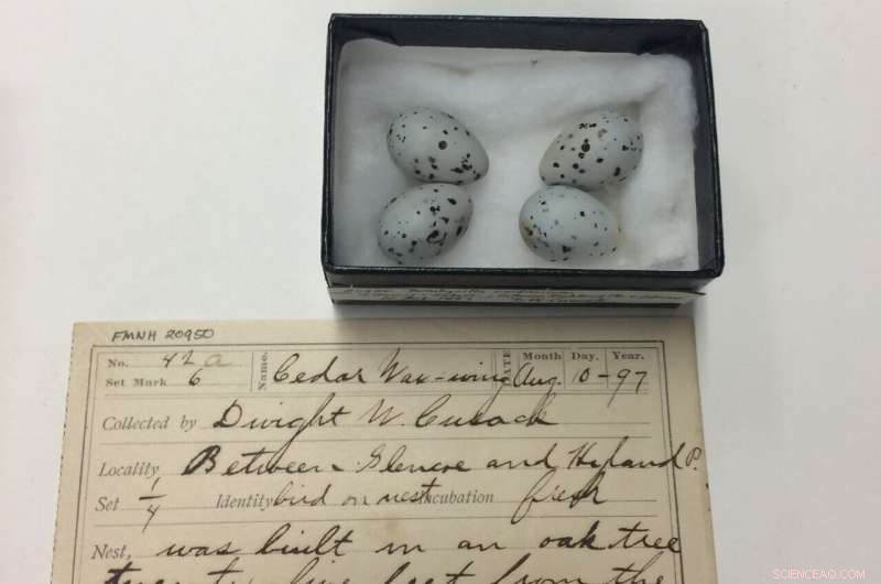 Climate Change Drives Birds to Lay Eggs Nearly a Month Earlier, Study Reveals