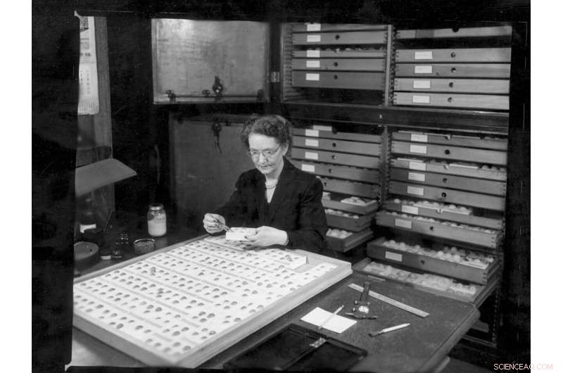 Climate Change Drives Birds to Lay Eggs Nearly a Month Earlier, Study Reveals