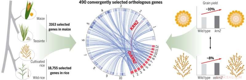 CRISPR Gene Knockouts in Maize and Rice Boost Crop Yields via Targeted Orthologs