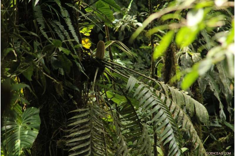 Unveiling the Dispersal Mystery of Panama s Unique Epiphytic Cycad, Zamia pseudoparasitica