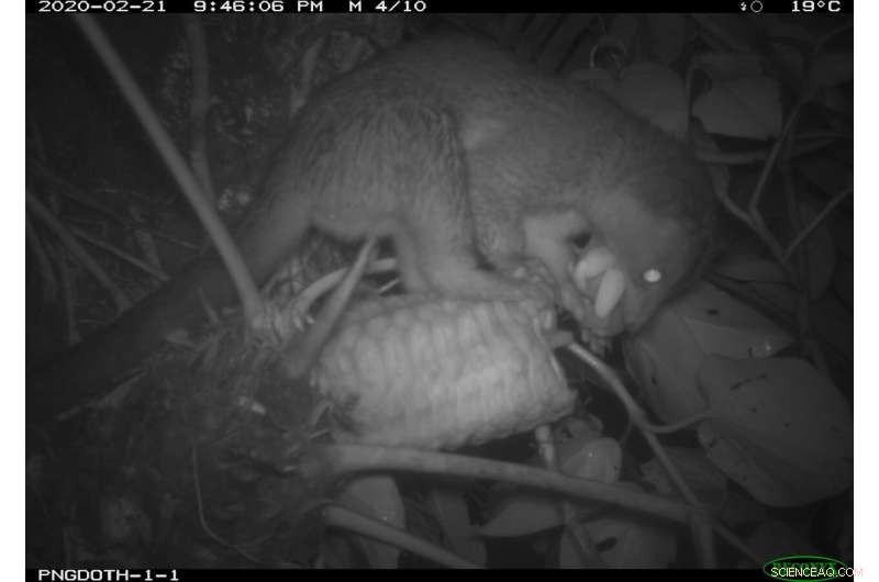 Unveiling the Dispersal Mystery of Panama s Unique Epiphytic Cycad, Zamia pseudoparasitica