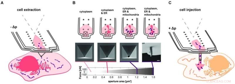 Breakthrough FluidFM Technique Enables Mitochondria Transfer Between Living Cells