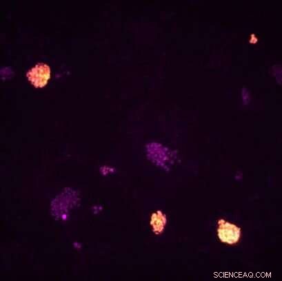 Unlocking Stem Cell Secrets: Researchers Revolutionize Naïve Reprogramming