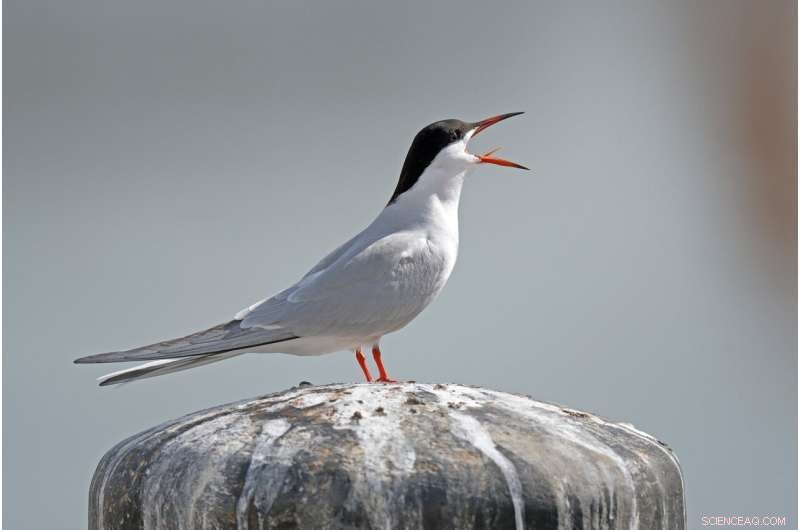 Fathers Lead the Way: Male Caspian Terns Guide Young on First Migration to Africa
