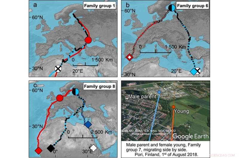Fathers Lead the Way: Male Caspian Terns Guide Young on First Migration to Africa