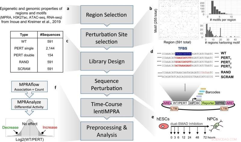 How Hundreds of Gene Regulatory Motifs Cooperate and Conflict to Shape Brain Cells
