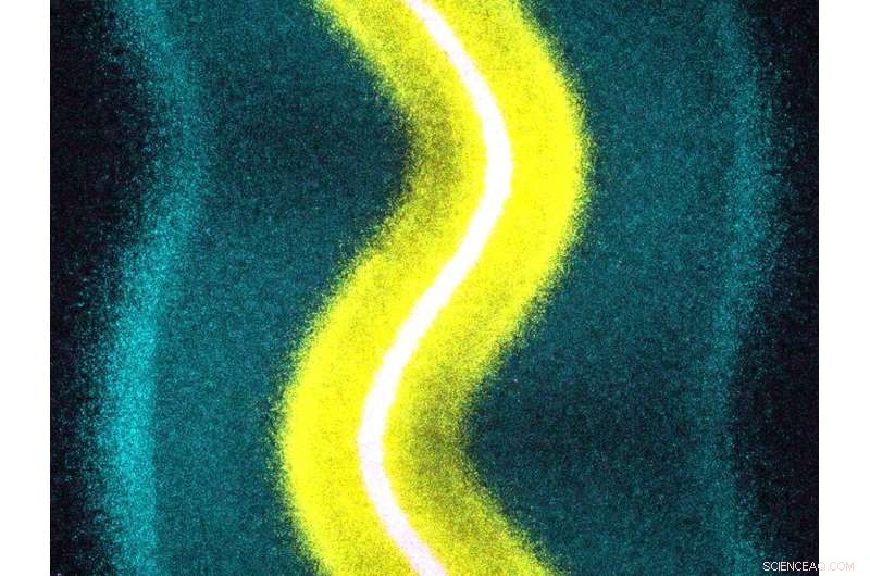 Princeton Breakthrough: How Bacteria Sync Collective Migration by Curbing Nutrient Intake