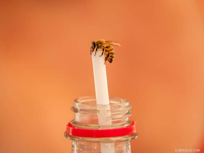 Can Insects Get Fat? Expert Reveals the Surprising Truth