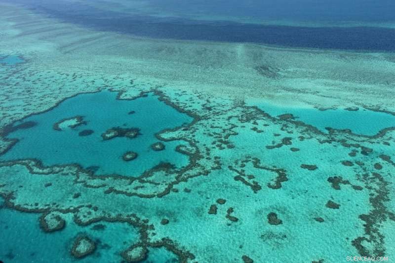 Australia Confirms Mass Coral Bleaching at Great Barrier Reef Amid Warming Seas